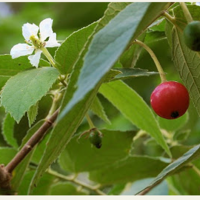 Buah Ceri