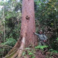 Keruing