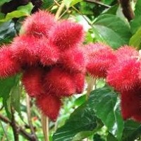 Kesumba keling
