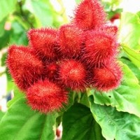 kesumba keling( si rambutan palsu)