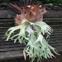 Tanduk Rusa
