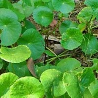daun pegaga