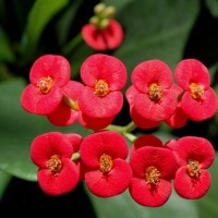 Euphorbia atau Bunga delapan dewa