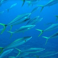 Ikan Salem, hidup di air asin dan tawar
