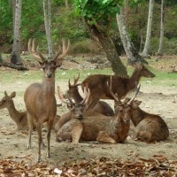 Kijang (Muntiacus muntjak) Taman Wisata dan Cagar Alam Pangandaran