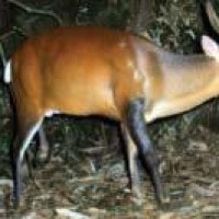 kijang