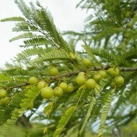 kimalaka