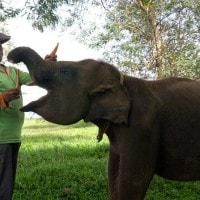 Gajah Setengah Belalai
