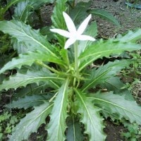 Bunga Katarak/Bunga Kitolod
