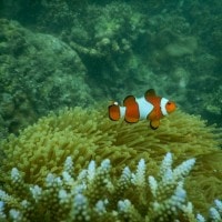 Mengenal Biota Laut : Ikan Badut (Amphiprioninae) Si Penghias Lautan