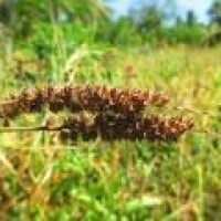 Kloro, Gulma dan Pakan Ternak
