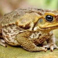 Melompat Bukan Gerakan Normal Katak