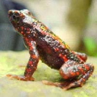 Kodok Merah atau katak merah