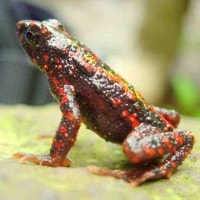 kodok merah