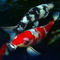 Ikan koi