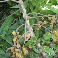 Kokoleceran