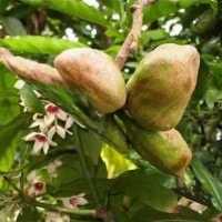 Kola (Jawa Tengah)