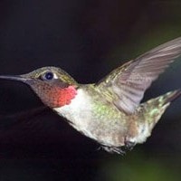 Bee hummingbird sebagai burung terkecil
