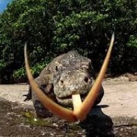 Komodo/Ora