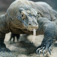 KOMODO