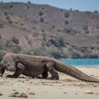 komodo, Ora