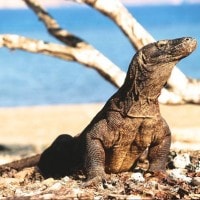 Taman Nasional Komodo