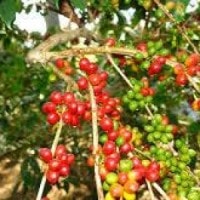 Kopi Arabika, Kuphie arabika