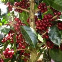 Kopi Arabika, kuphie arabika