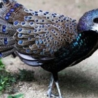 Merak kerdil atau Kuau-kerdil malaya