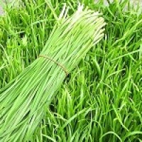 Kucai