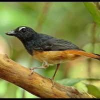 Burung Kucica Ekor Kuning