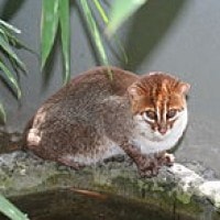 fakta tentang kucing kepala datar