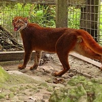Kucing Merah-Kalimantan