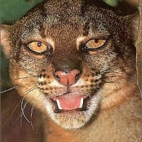 Kucing Merah