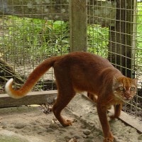Kucing Merah Kalimantan