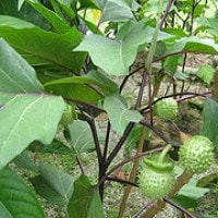 Kucubung wiling (Jawa)