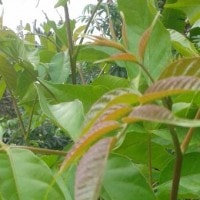 Daun pohon kuda-kuda obat alami untuk seriawan
