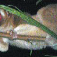 Kukang jawa