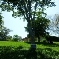 Pohon Kuku