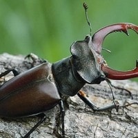 Kumbang Rusa