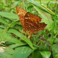 Kupu-kupu coklat batik