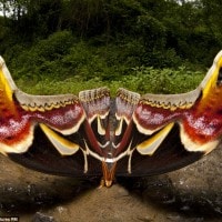 Attacus atlas, Si Gajah Yang Bersayap Peta