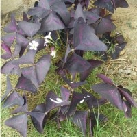 Oxalis triangularis, Si daun Kupu-kupu ungu
