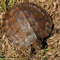 Kura-kura daun