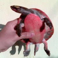Kura-kura Dada Merah