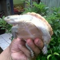 Pipih Melayu