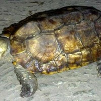 Kura-kura hutan Sulawesi nan langka