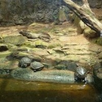 Kura-kura sulcata