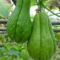 Jipang/Labu Siam