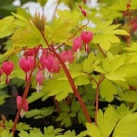 Bleeding Heart (Air Mata Pengantin)